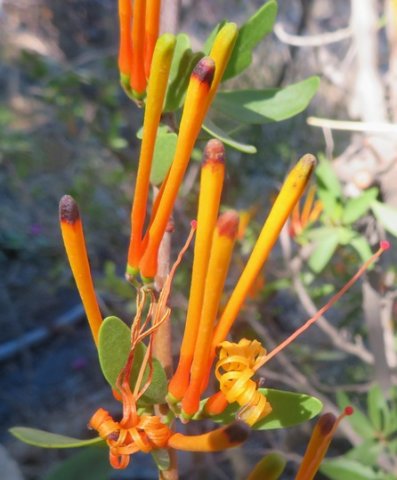 Moquiniella rubra uneven bud tube thickness